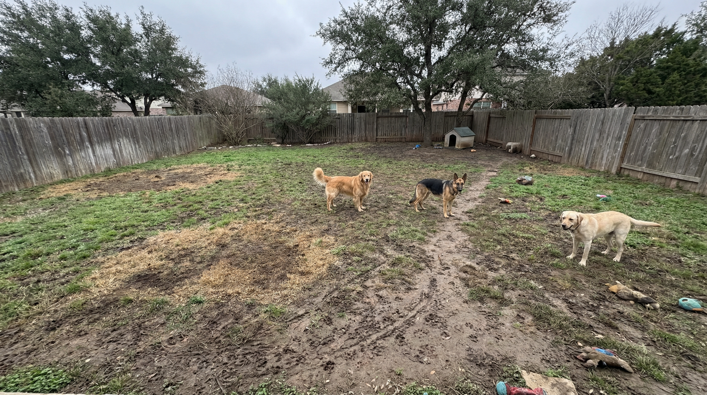 The Dog Owner's Dilemma - Before